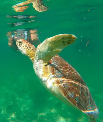 snorkeling with turtles akumal