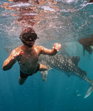 swimming with whale shark mexico